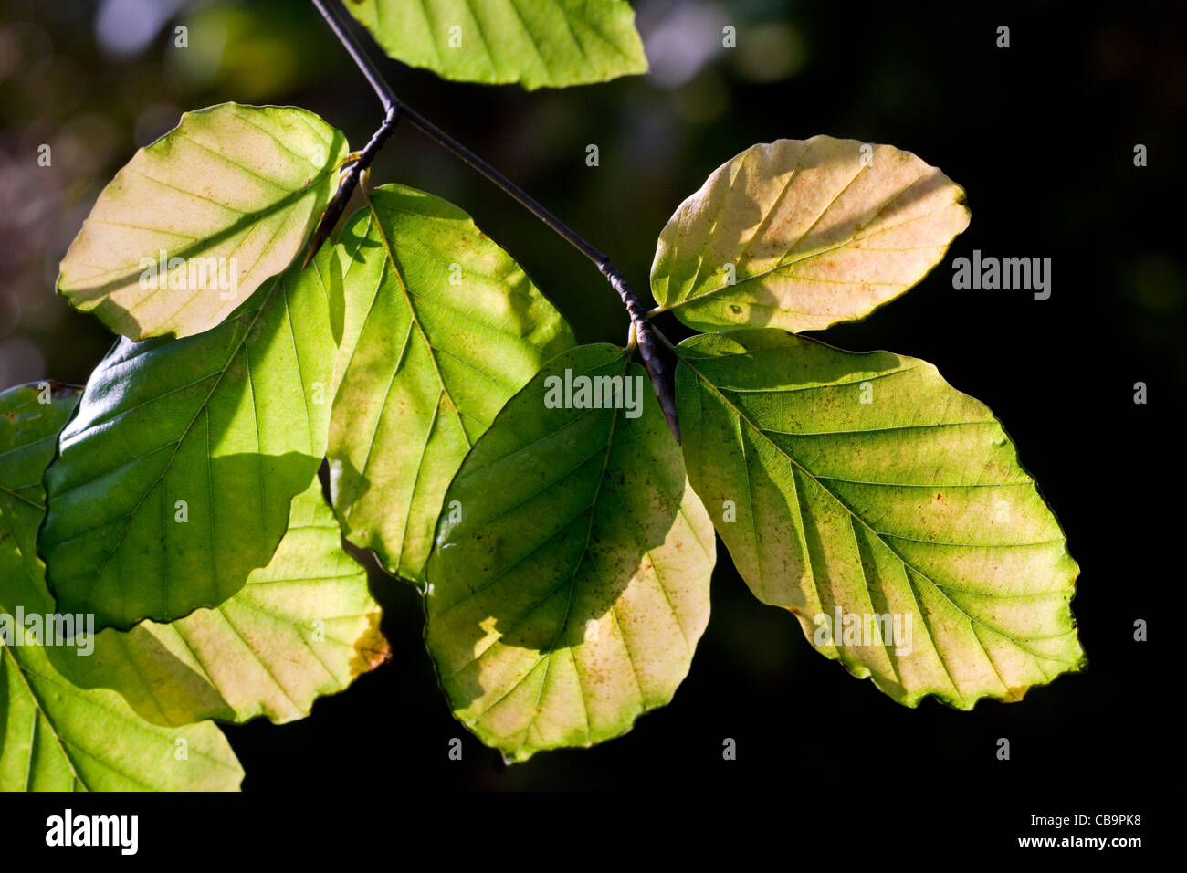 Europäische Buche (Fagus Sylvatica) Blätter im Herbst, Belgien Stockfoto