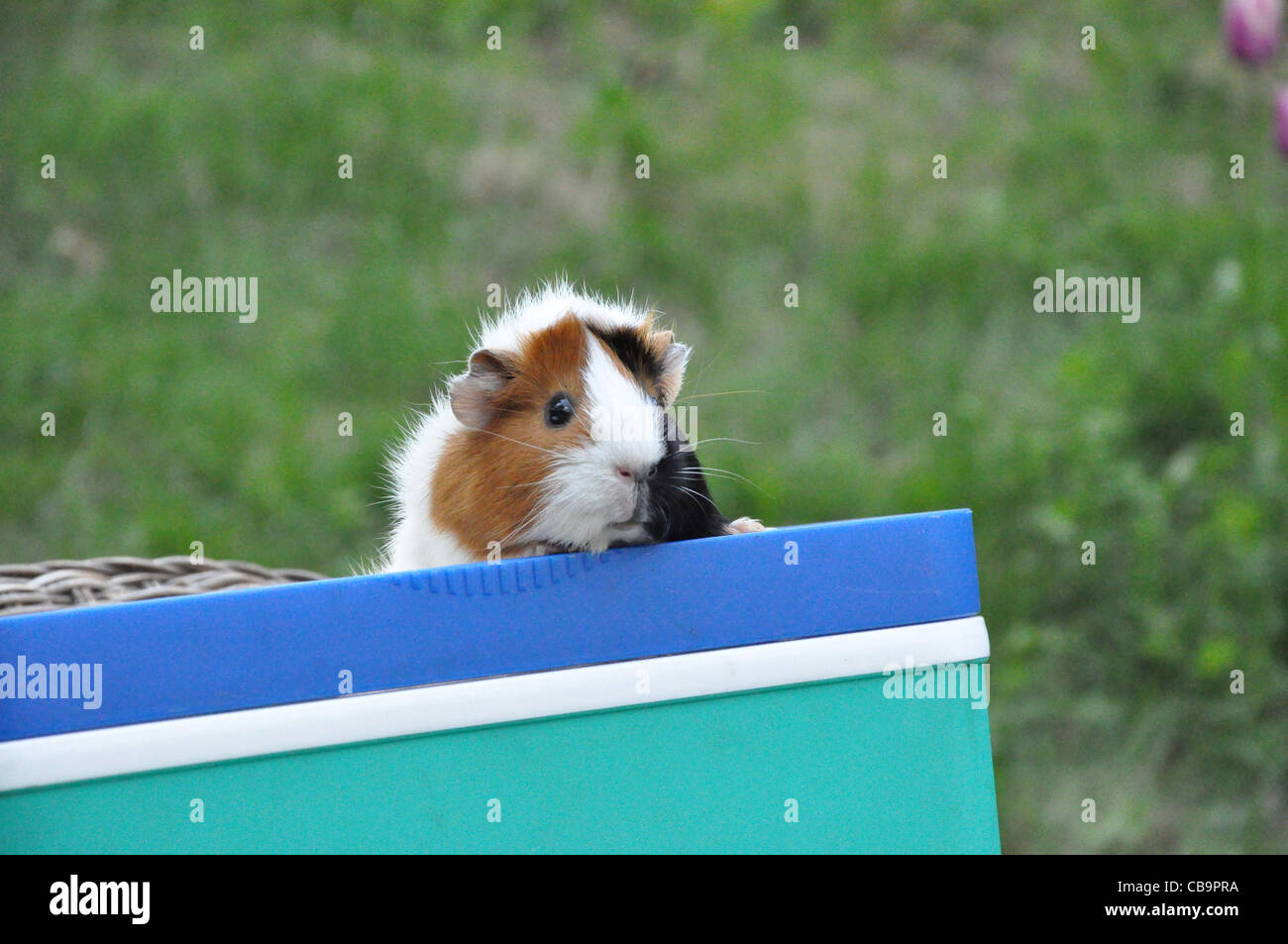 Meerschweinchen in Einer Kiste Stockfoto