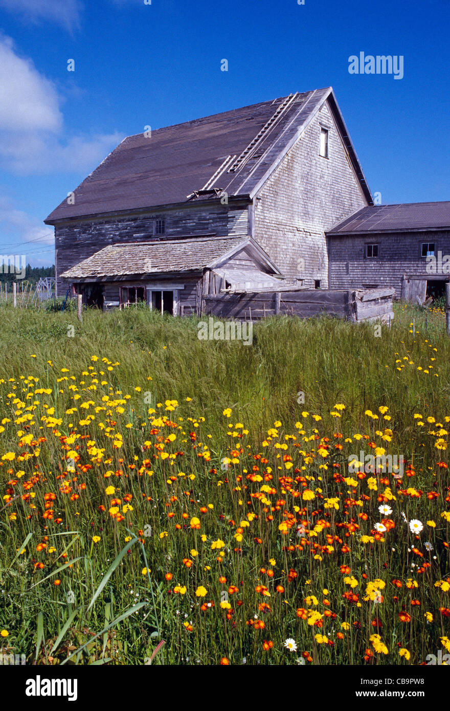 Verwitterte alte Scheune und Wildblumen an Küste in der Nähe von Lubec, Maine, USA Stockfoto