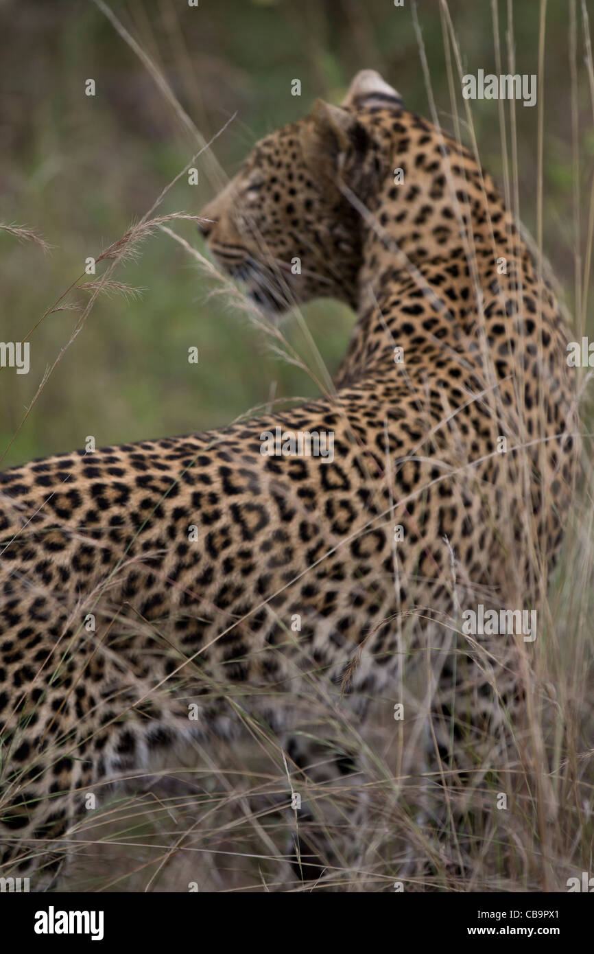 African Leopard in the Timbavati Game Reserve South Africa Stockfoto