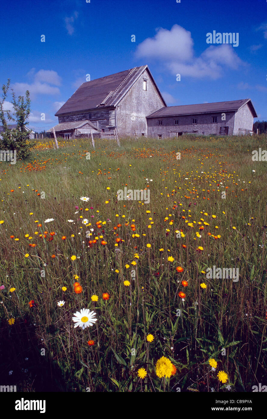Verwitterte alte Scheune und Wildblumen an Küste in der Nähe von Lubec, Maine, USA Stockfoto