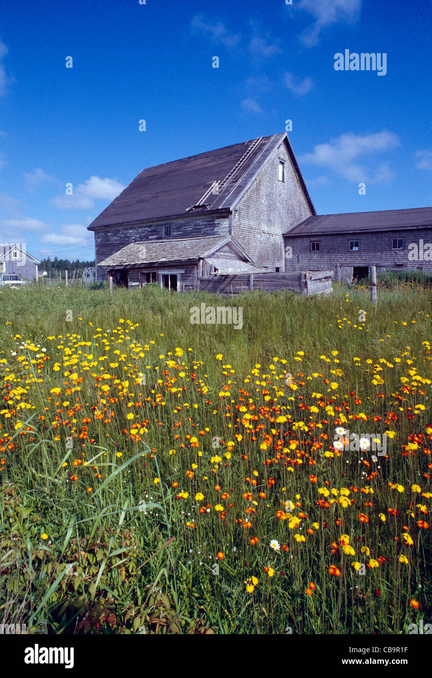 Verwitterte alte Scheune und Wildblumen an Küste in der Nähe von Lubec, Maine, USA Stockfoto