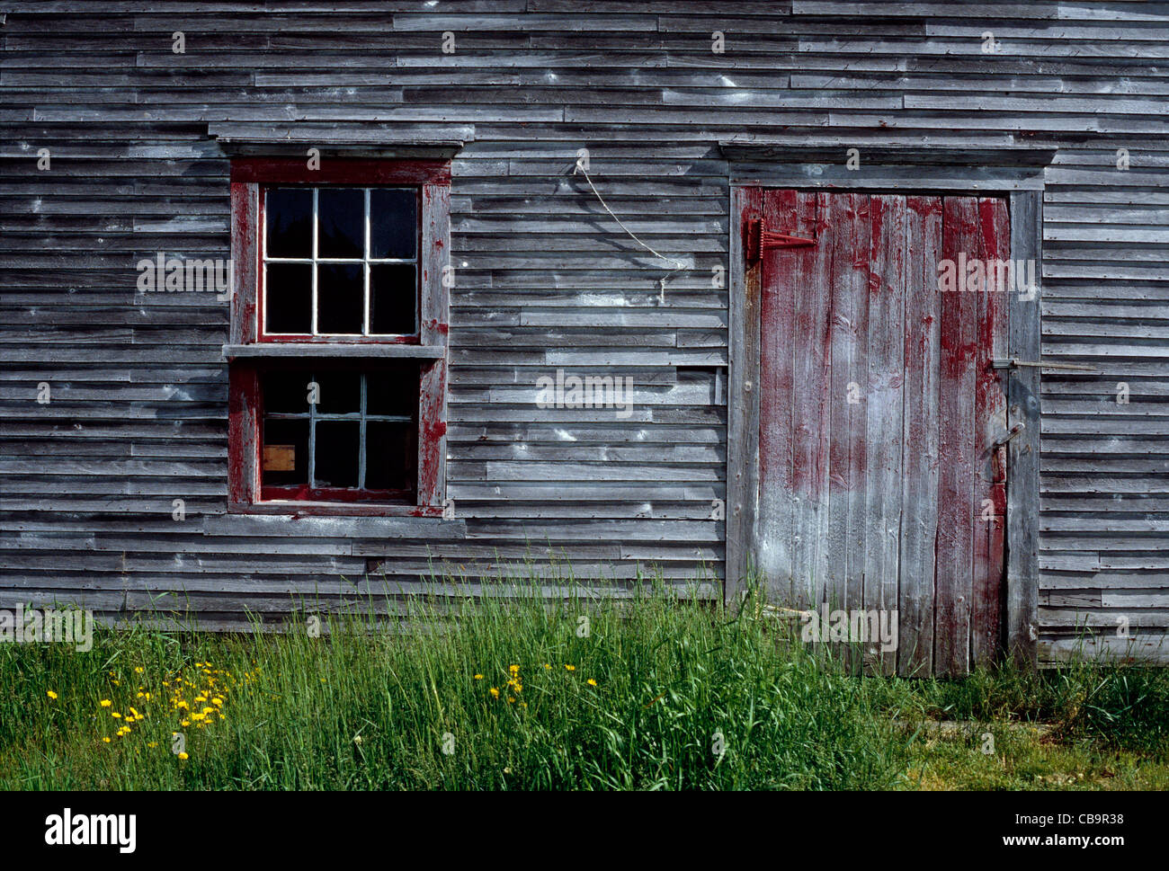 Verwitterte alte Scheune und Wildblumen an Küste in der Nähe von Lubec, Maine, USA Stockfoto