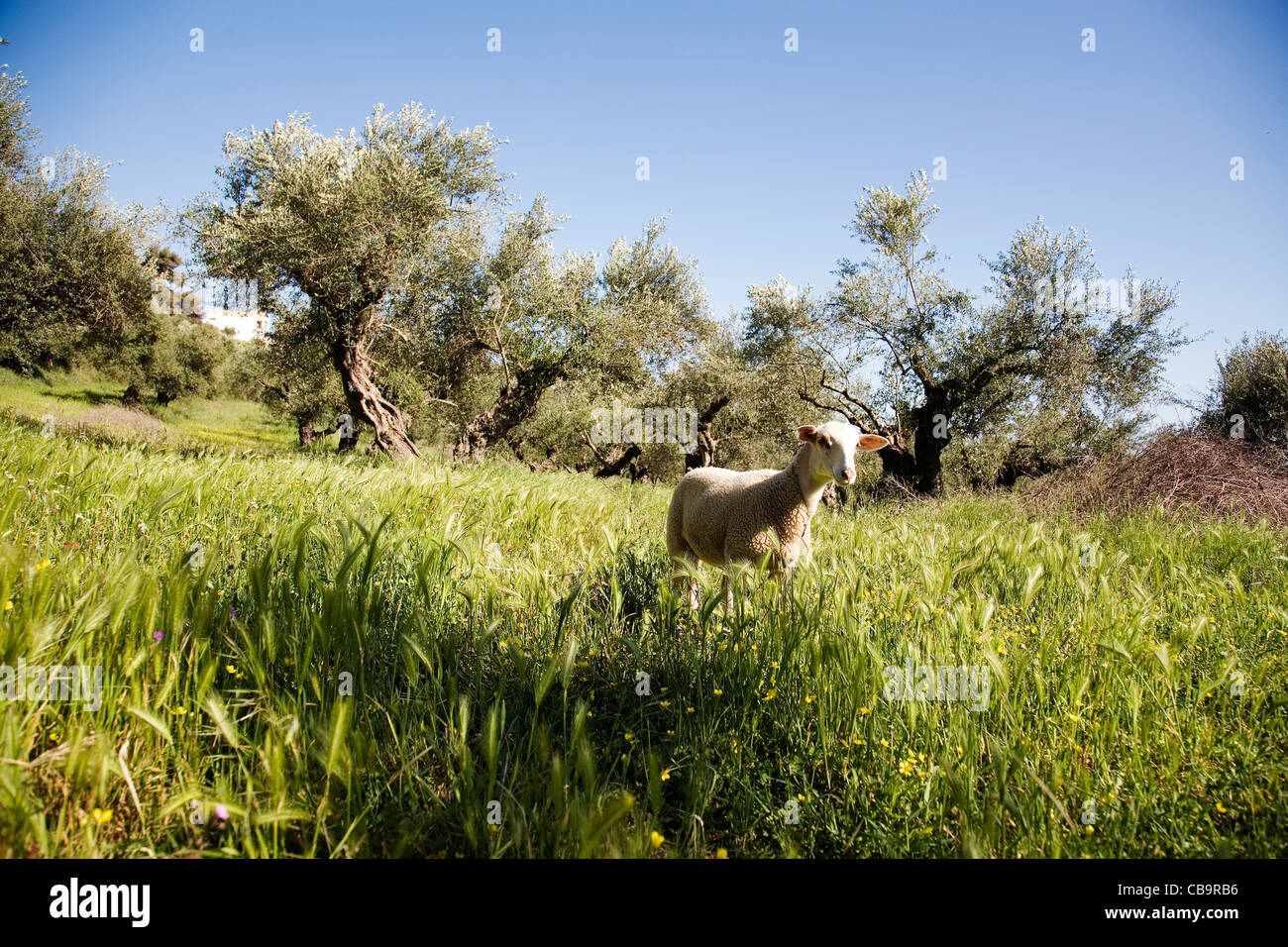 Schafe auf der Wiese, Peloponnes, Griechenland, Europa. Stockfoto