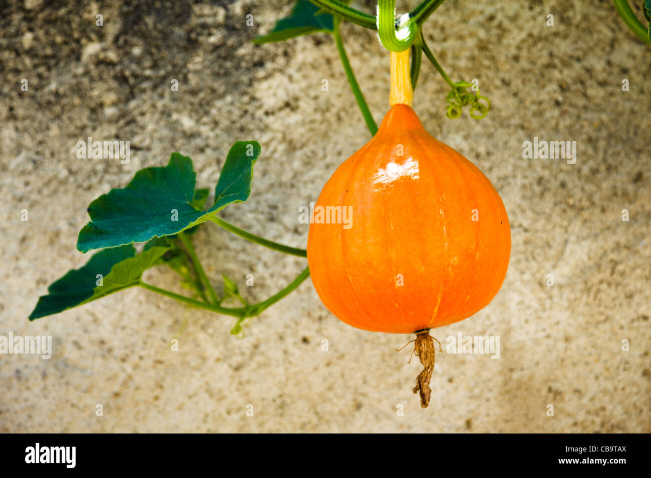 Kürbis auf die Pflanze wächst Stockfoto