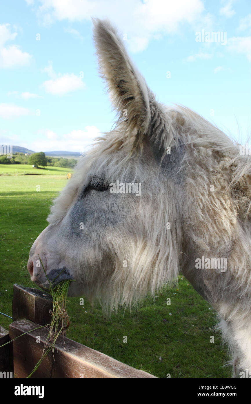 Behaarte weiße Esel in einem Feld in der Nähe von Kenmare, County Kerry, Irland Stockfoto
