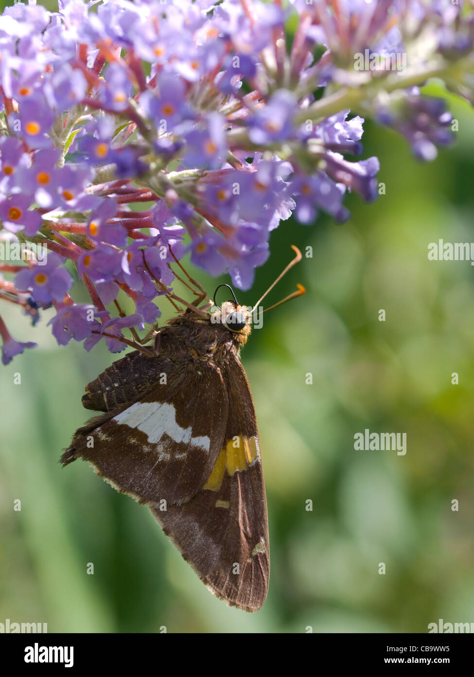 Silber-spotted Skipper (Epargyreus Clarus) Stockfoto