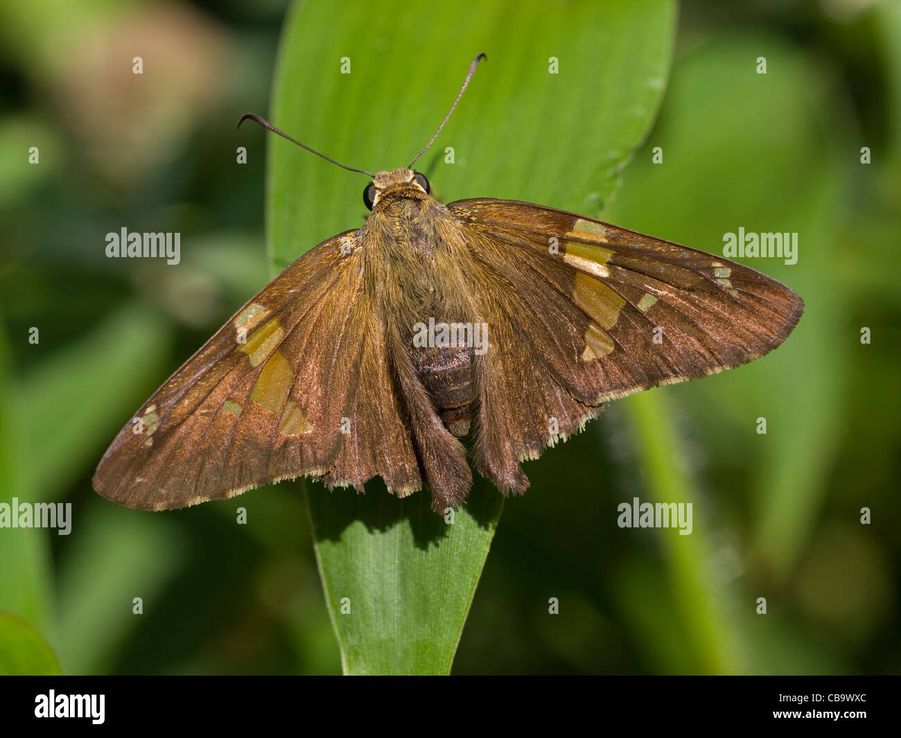 Silber-spotted Skipper (Epargyreus Clarus) Stockfoto
