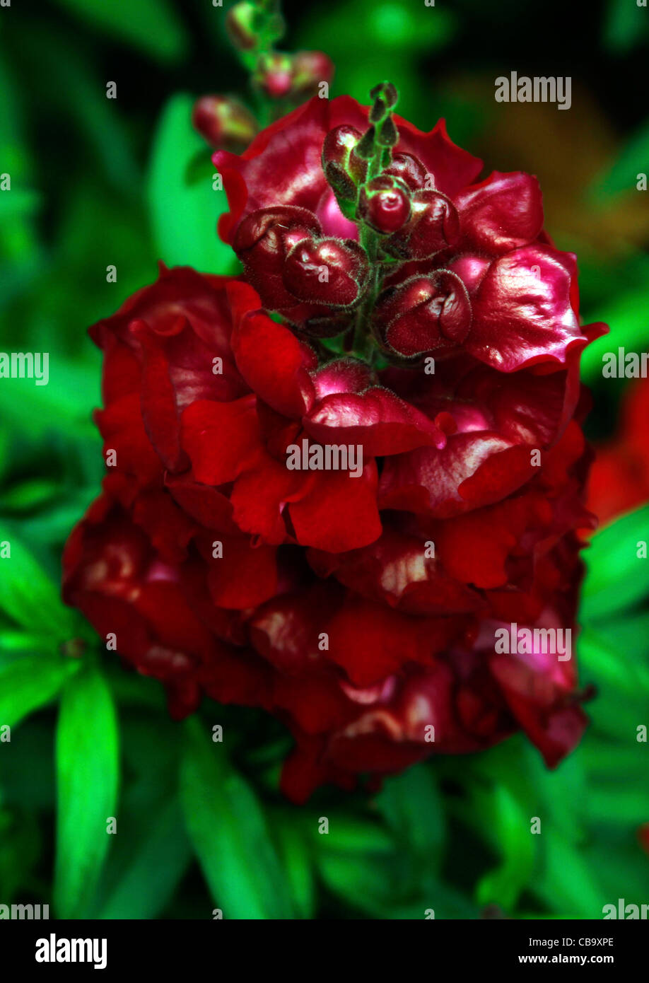 Rote Blume 2 Stockfoto