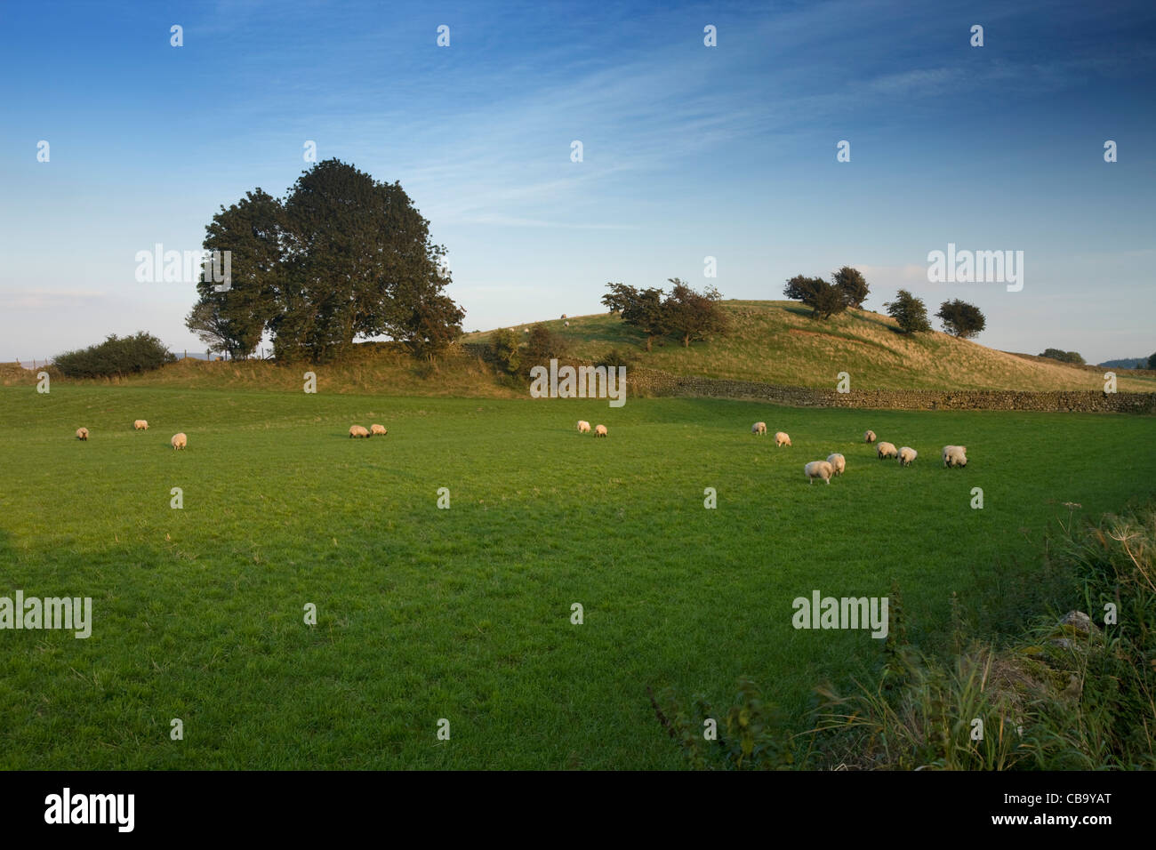Schafe auf Feld Stockfoto