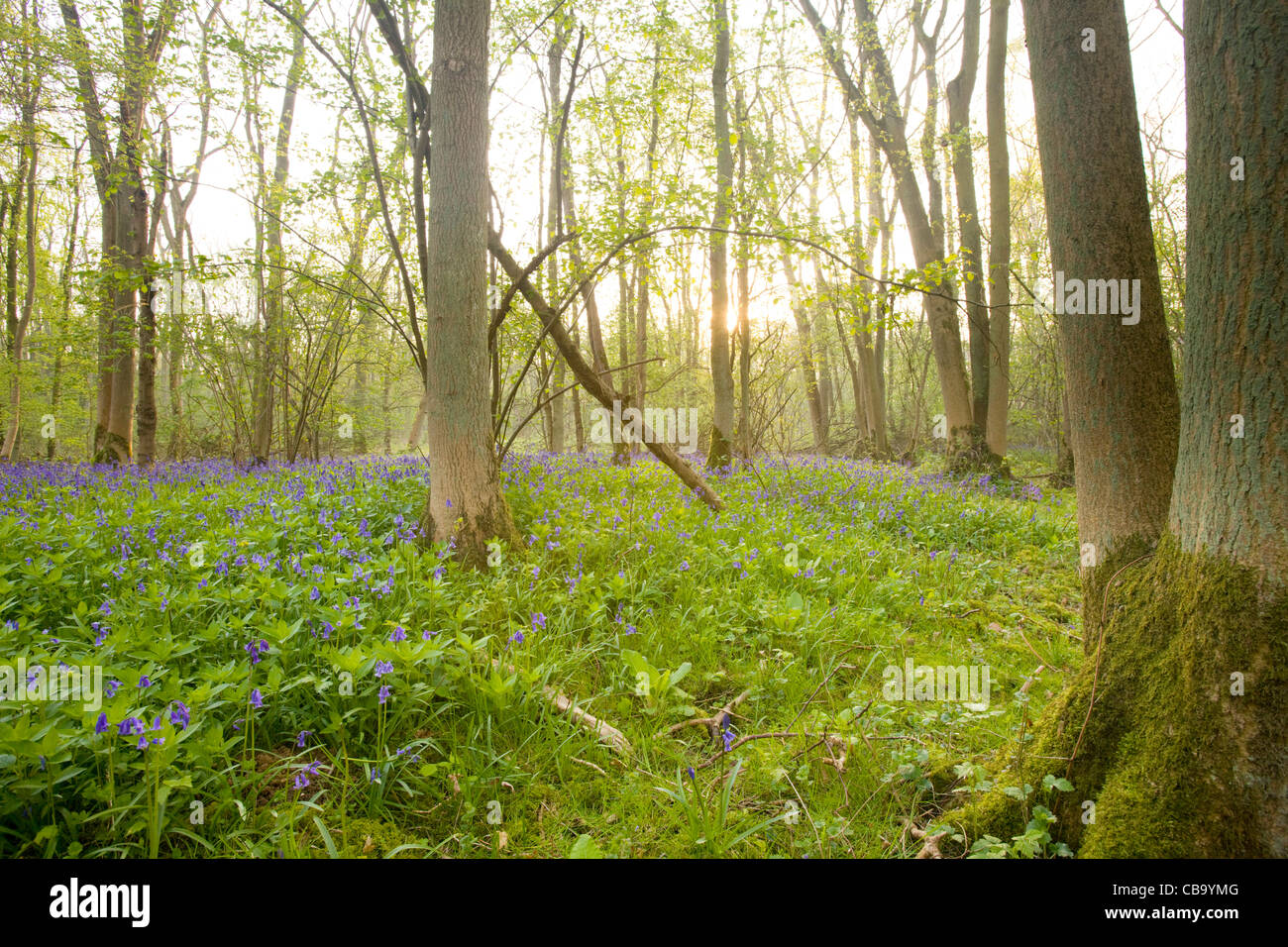 Glockenblumen in Waldlichtung Stockfoto