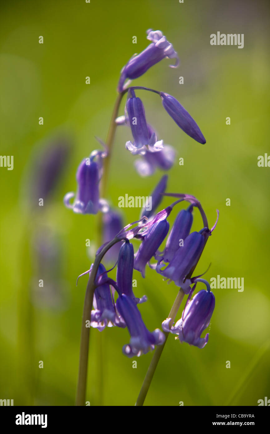 Glockenblumen in Waldlichtung Stockfoto