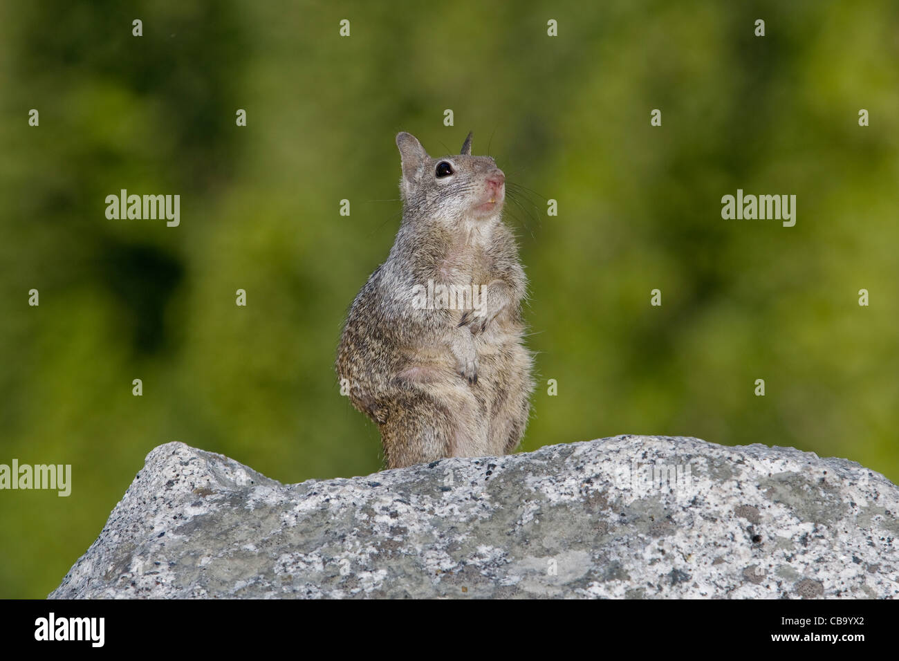 California-Ziesel Stockfoto