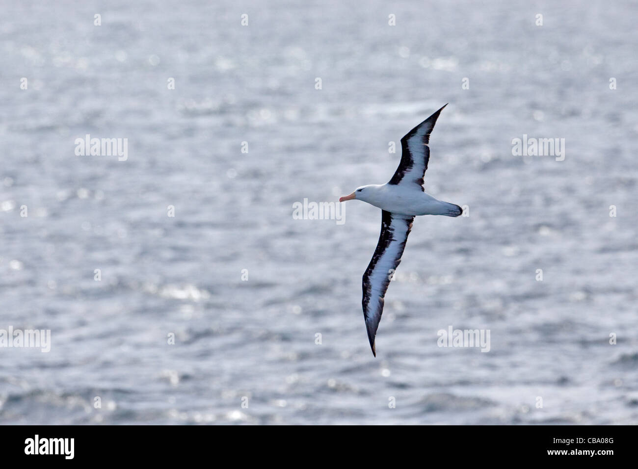 Ein Black-browed Albatross in Chile. Stockfoto