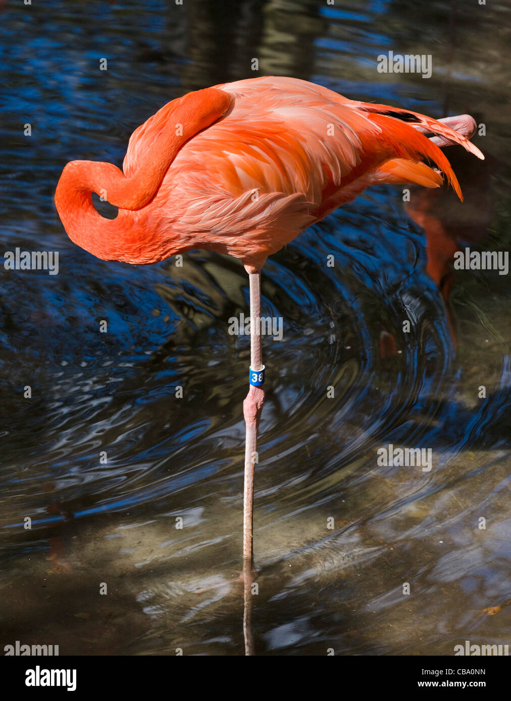 Eine amerikanische Flamingo (Phoenicopterus Ruber) oder Rosaflamingo (Phoenicopterus Roseus), Homosassa Springs, Florida, USA Stockfoto
