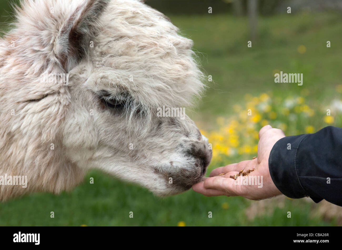 Nahaufnahme von einem Alpaka, Blick auf Lebensmittel in eine ausgestreckte hand Stockfoto
