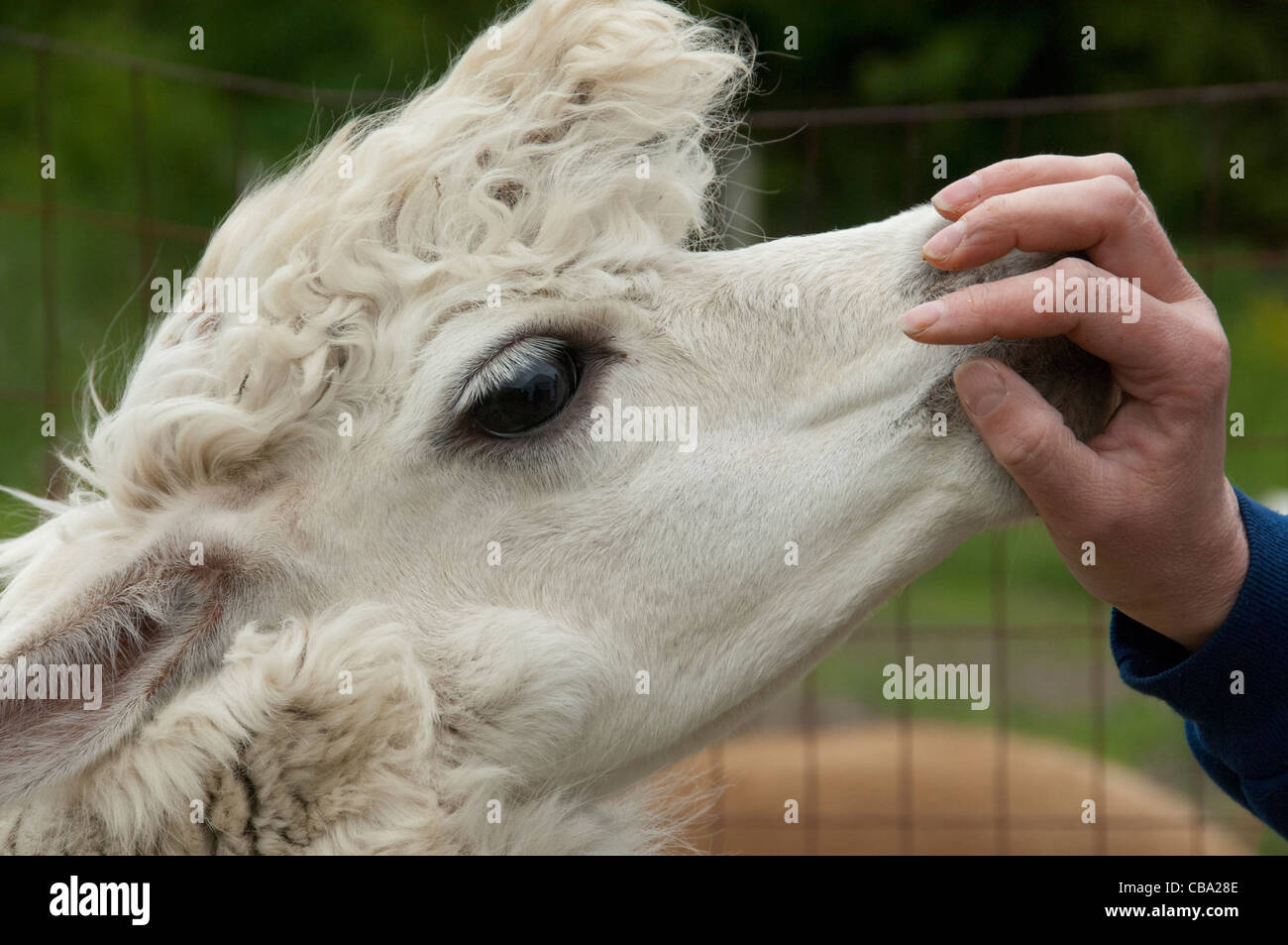 Nahaufnahme von ein Alpaka Stockfoto