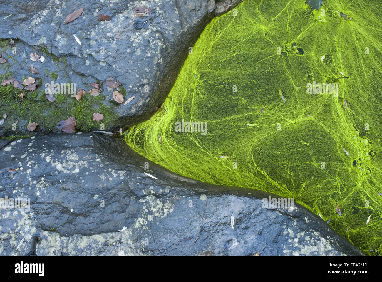 Blau - grüne Algen der Gattung Nostoc (Cyanobakterien), decken eine Pfütze von Süßwasser zwischen den Felsen. Stockfoto