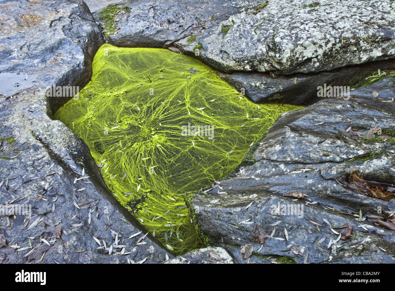 Blau - grüne Algen der Gattung Nostoc (Cyanobakterien), decken eine Pfütze von Süßwasser zwischen den Felsen. Stockfoto