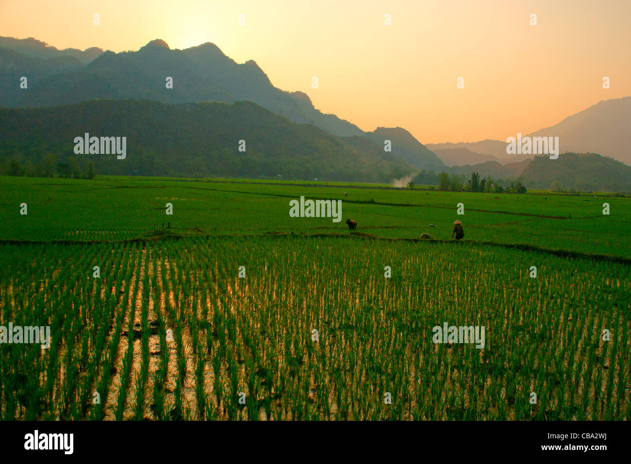 Sonnenuntergang am Reisfeld, Mai Chau Vietnam Stockfoto