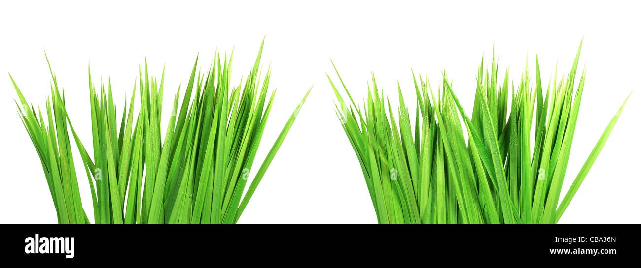 Satz von zwei Trauben des nassen grünen Grases, isoliert auf weißem Hintergrund. In hoher Auflösung. Stockfoto