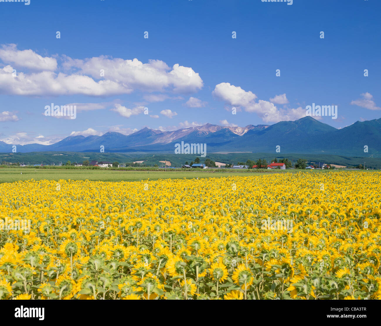 Tokachi Berge und Blumenfeld von Sonnenblumen, Kamifurano, Hokkaido, Japan Stockfoto