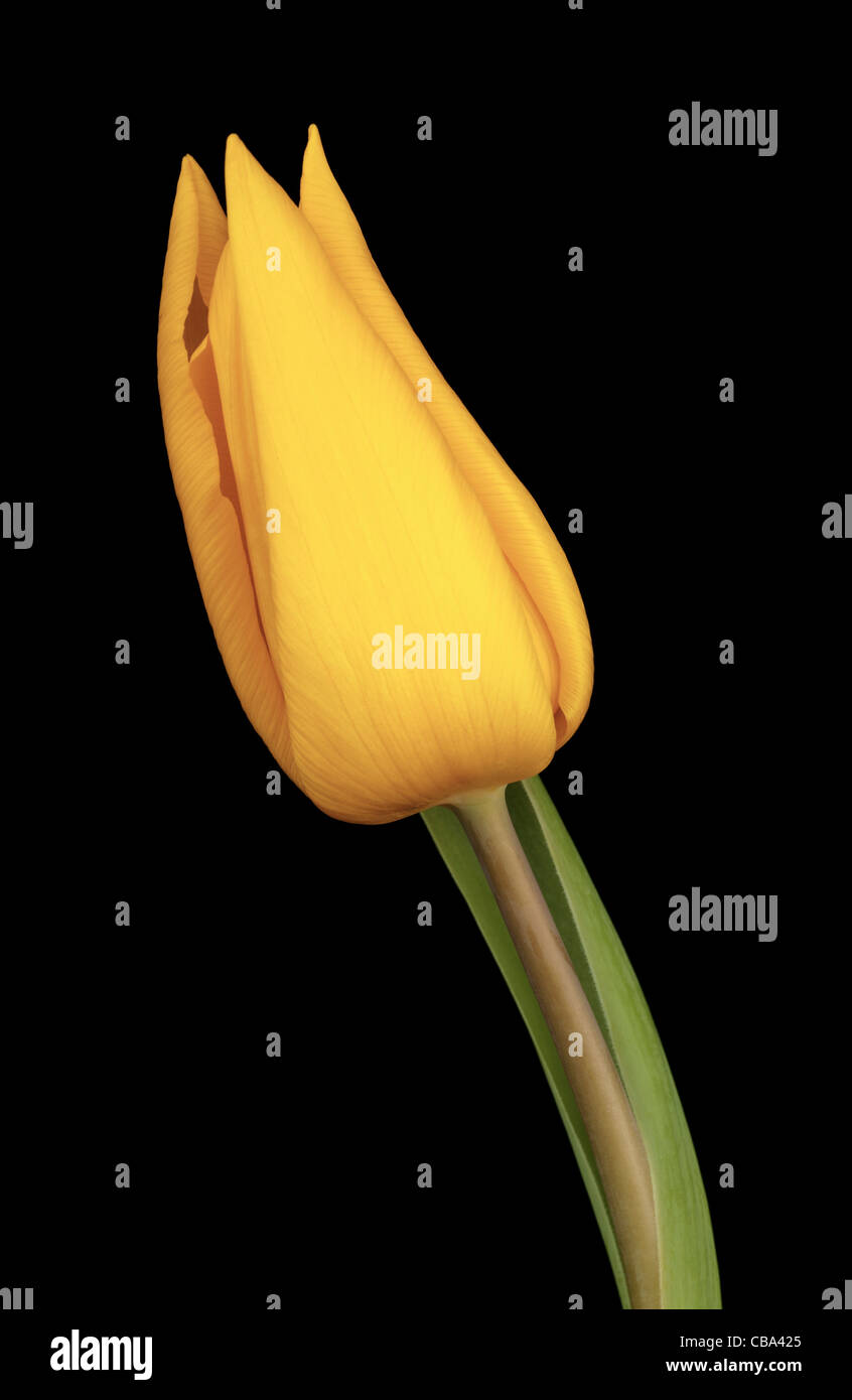 Elegante gelbe Tulpe auf schwarzem Hintergrund Stockfoto