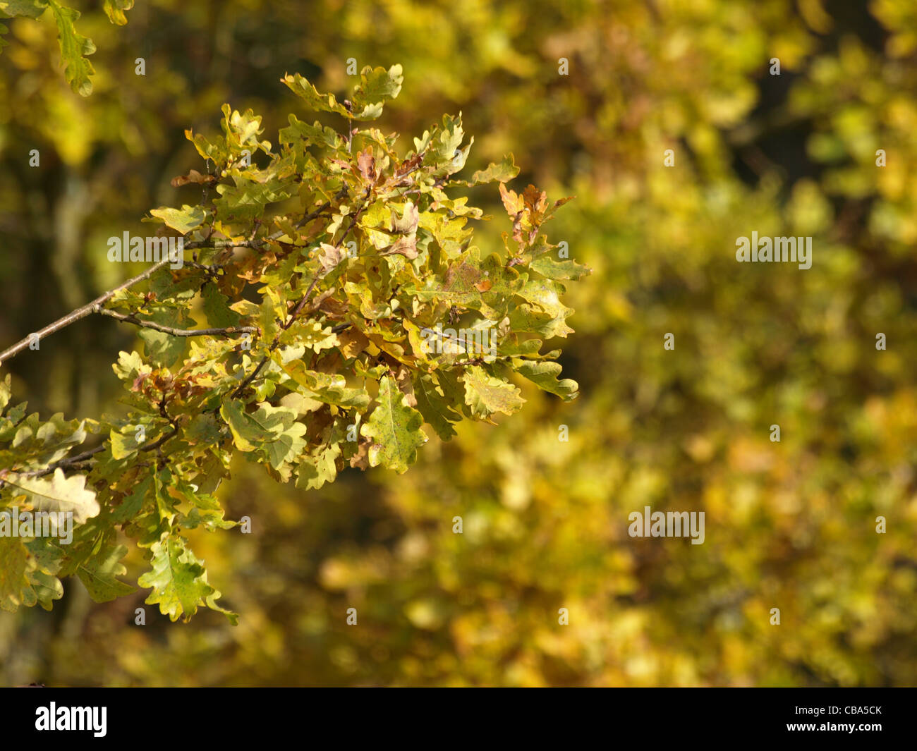 Eiche in Autum / Eichenbaum Im Herbst Stockfoto