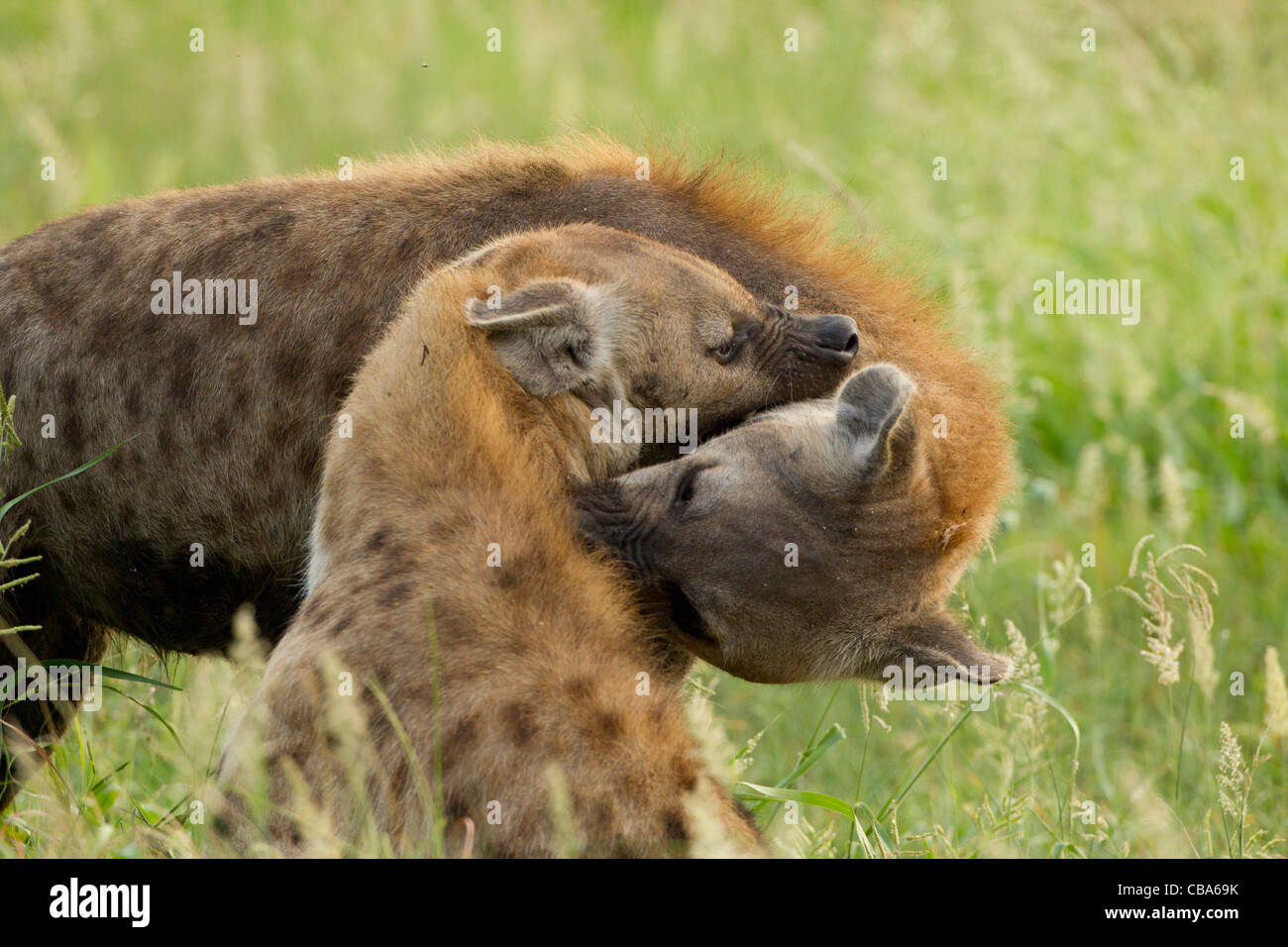 Gefleckte Hyänen (Crocuta Crocuta) umarmen Stockfoto
