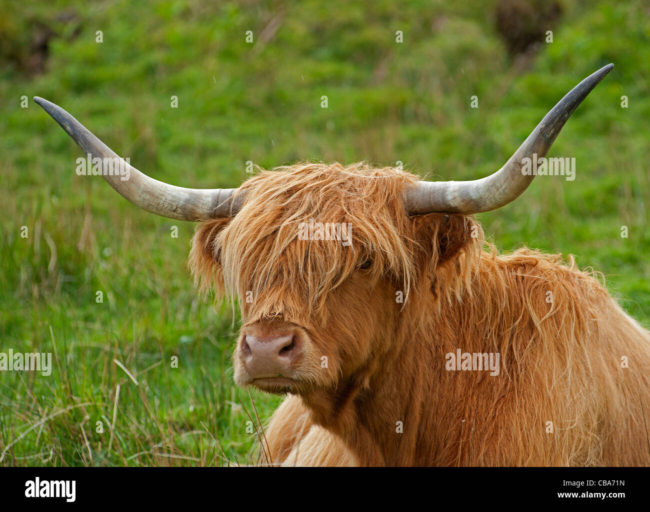 Schottische Hochlandrinder auf der Westküste der Insel Mull, Argyll. Schottland.  SCO 7743 Stockfoto