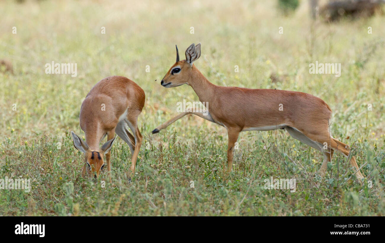 Männliche und weibliche Steinböckchen in the Grass (Raphicerus Campestris) Stockfoto