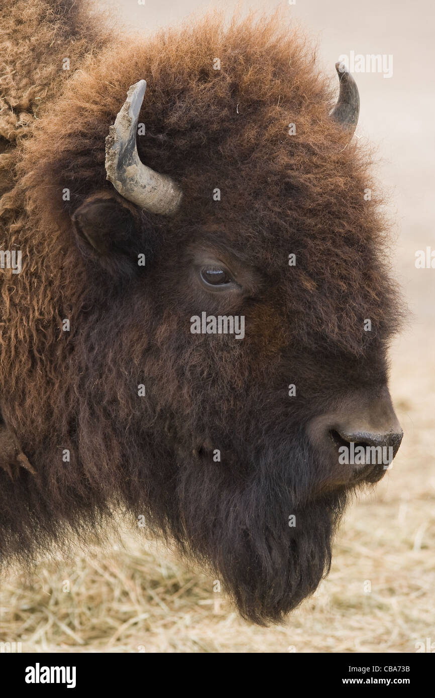 Amerikanischer Bison, Büffel oder Bison Bison im Seitenwinkel anzeigen Stockfoto