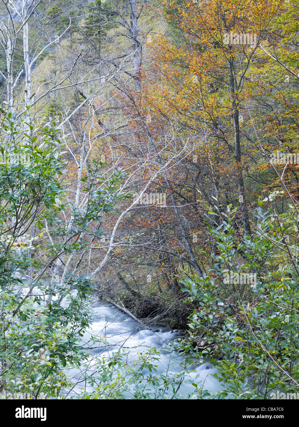 Herbstlichen Wald in der Region der Kalkalpen, Österreich Stockfoto