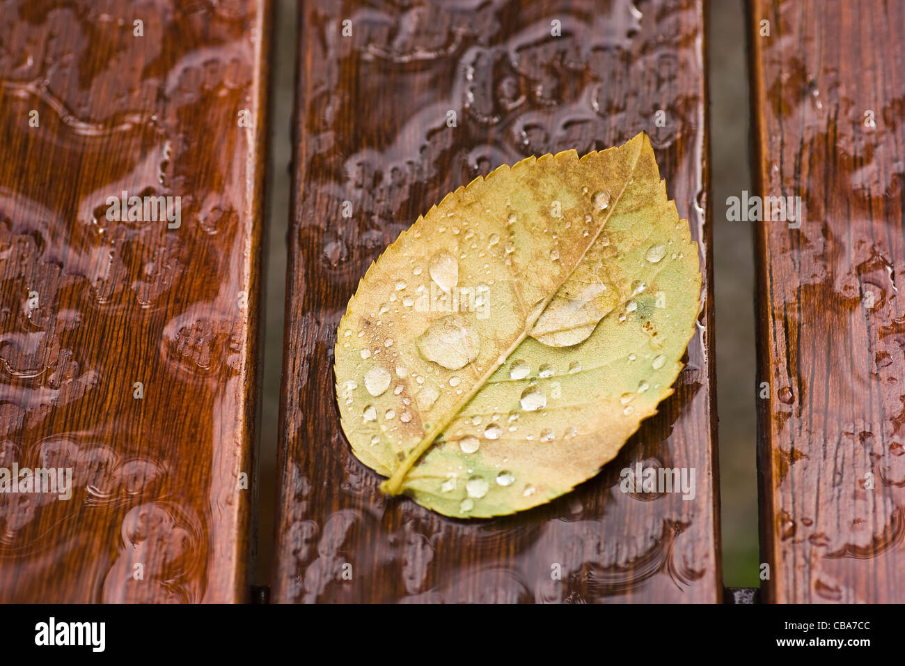 Blatt mit Tropfen im Herbst Regen Stockfoto