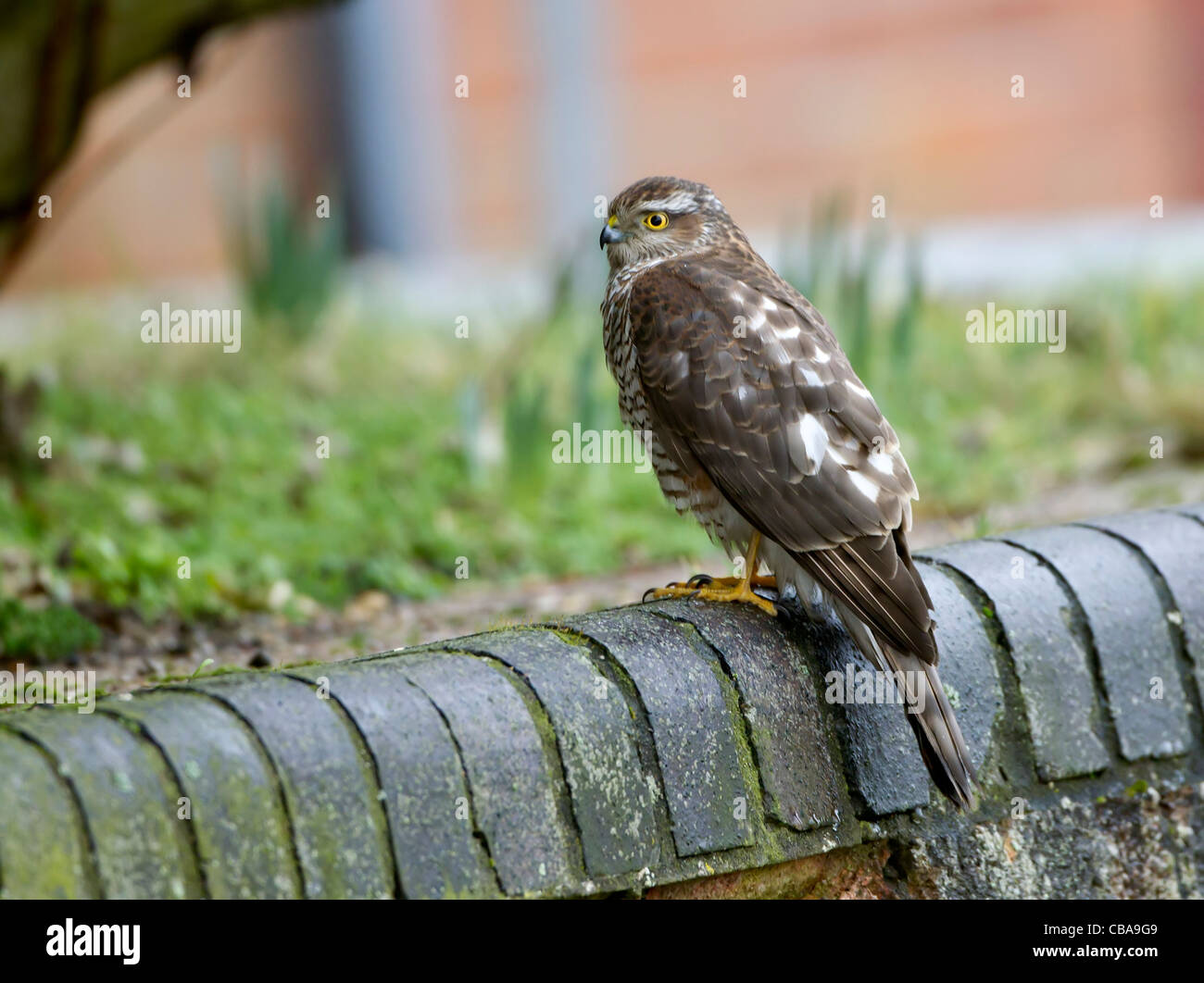 Juvenile Sparrowhawk Accipiter nisus auf Garten Wand gehockt Stockfoto