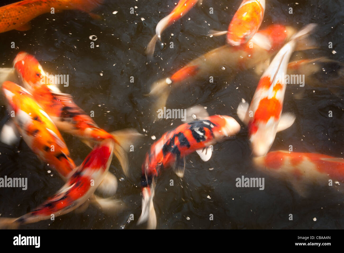 Fischteich Im Senso Ji Tempel Stockfotos und bilder Kaufen Alamy