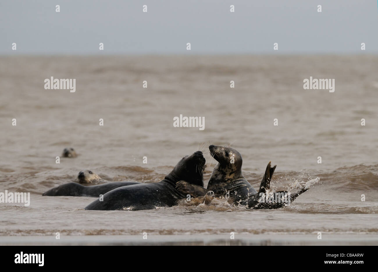 Seehunde und Kegelrobben Herumspielen fotografiert am Strand von Donna Nook, Küste von Lincolnshire, England, Großbritannien. Stockfoto