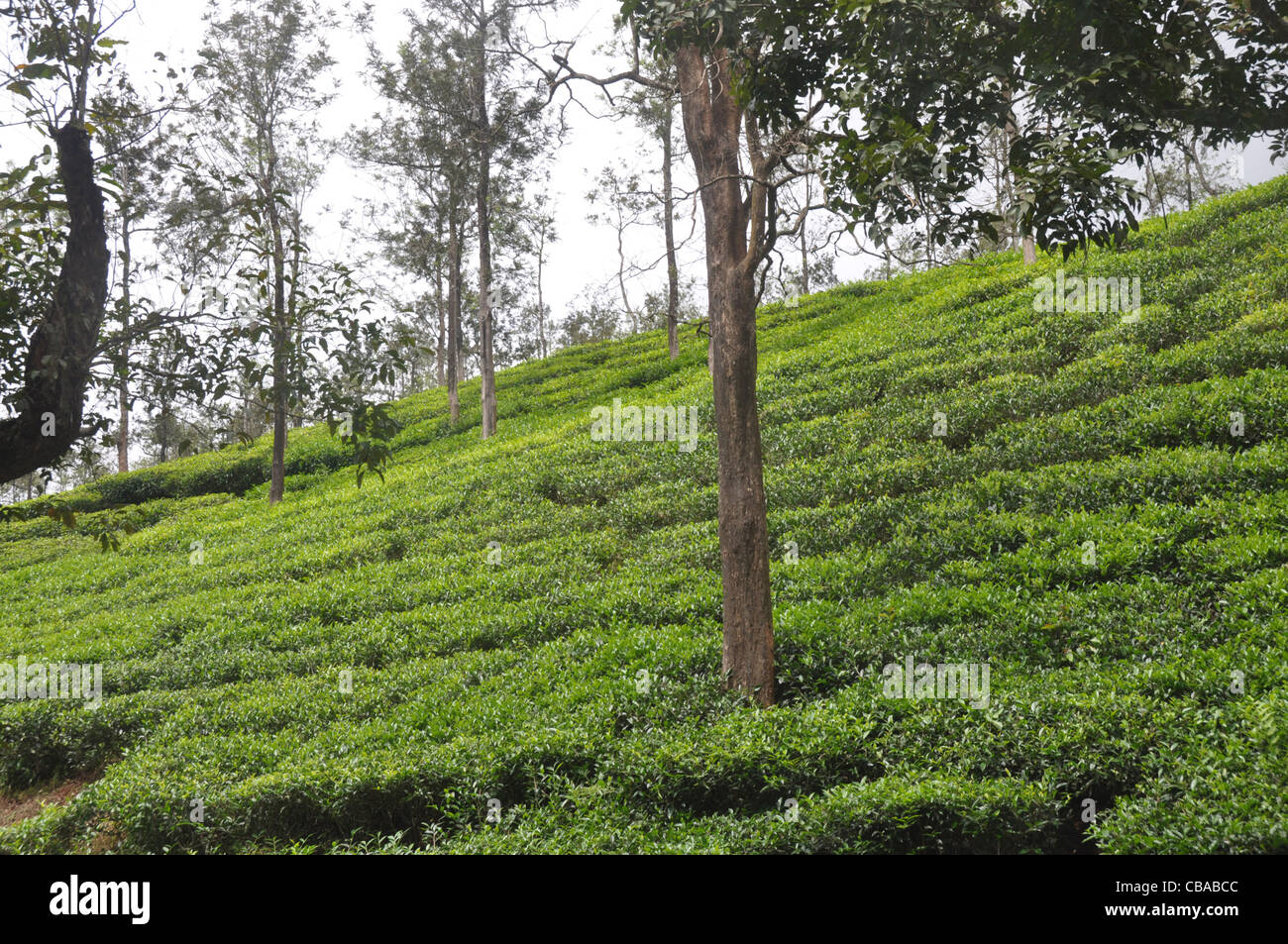 Teeanbau in Indien Stockfoto