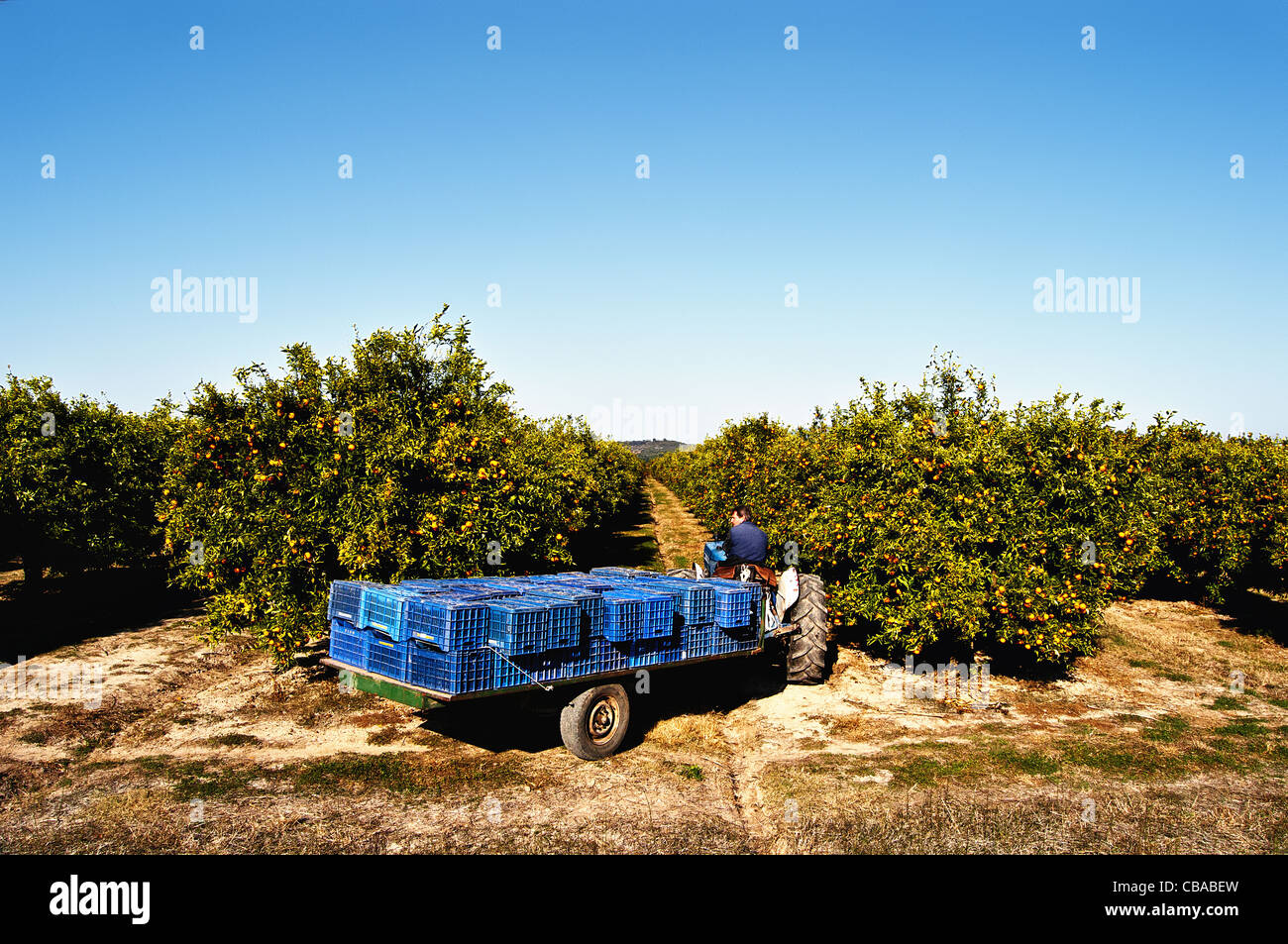 Landarbeiter in einem Feld mit orange Bäume-Orangen-Ernte Stockfoto