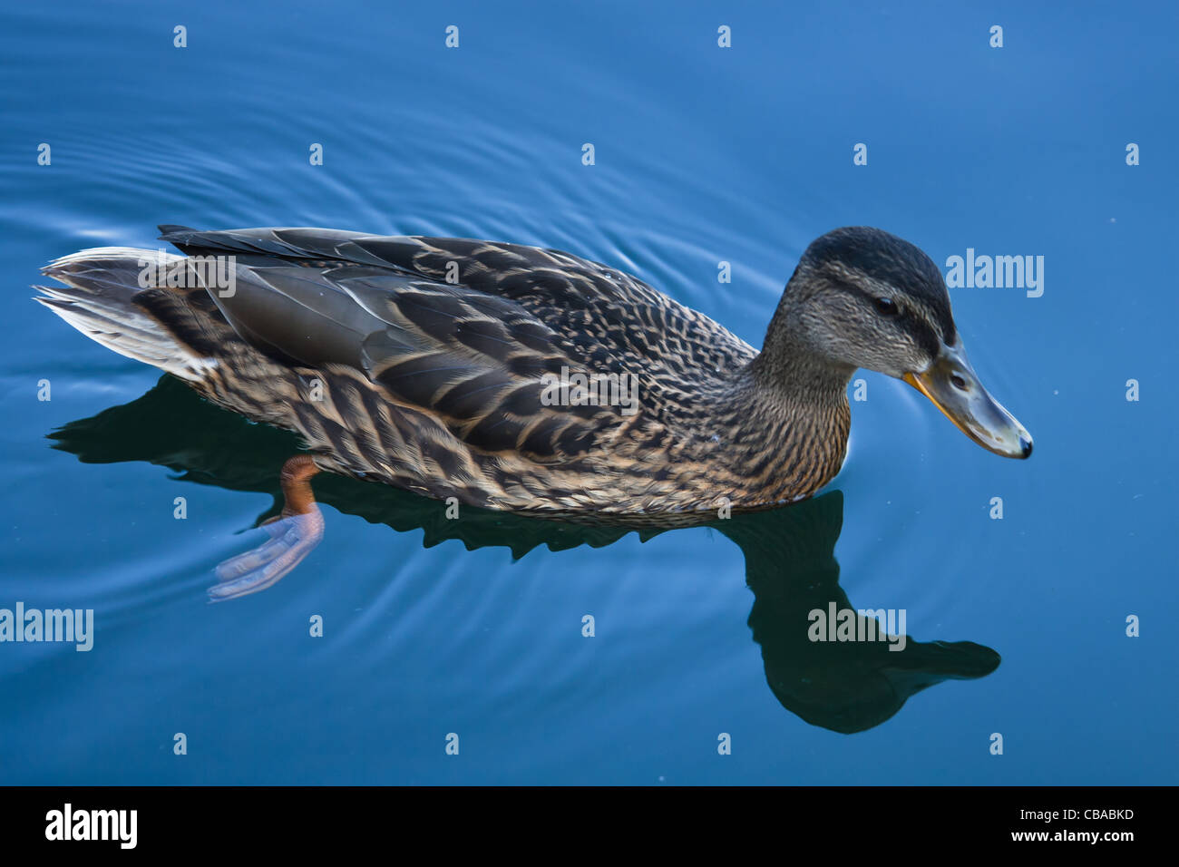 Weibliche Stockente auf dem Wasser. Stockfoto