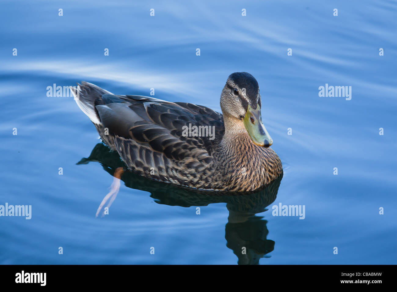 Weibliche Stockente auf dem Wasser. Stockfoto