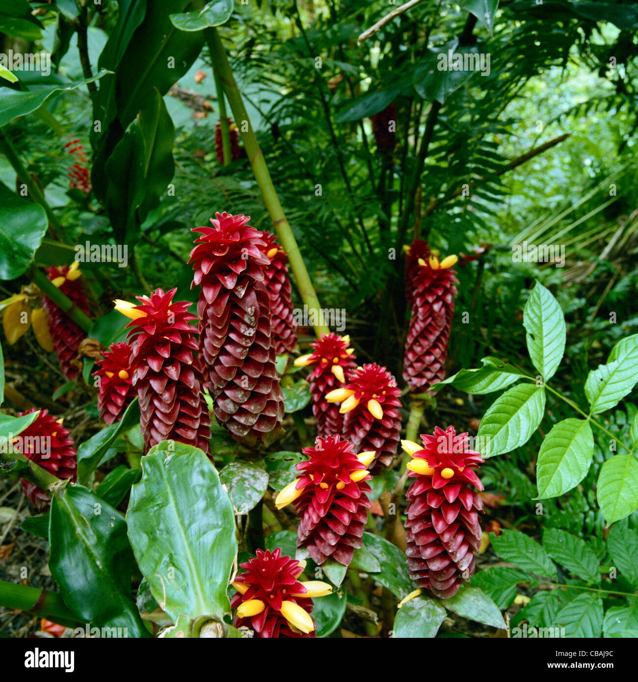 Red ginger hawaii usa -Fotos und -Bildmaterial in hoher Auflösung – Alamy Red ginger hawaii usa -Fotos und -Bildmaterial in hoher Auflösung – Alamy