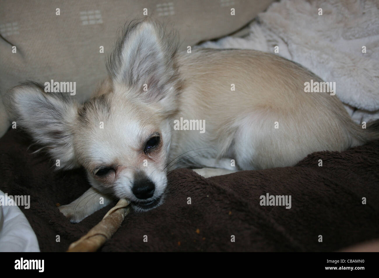 Langhaar Chihuahua oder mexikanische Welpen mit zäh-Stick und großen Ohren. Stockfoto