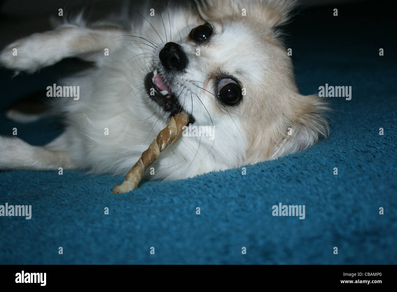 Langhaar Chihuahua oder mexikanische Hund auf blaue Decke mit zäh-stick Stockfoto