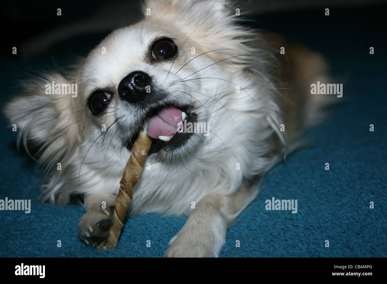 Langhaar Chihuahua oder mexikanische Hund mit zäh Stick auf blaue Decke Stockfoto