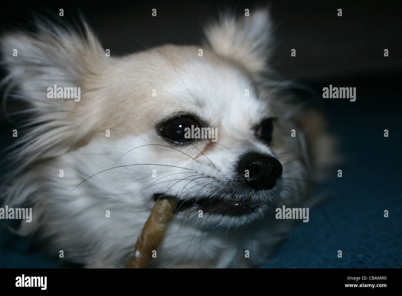 Langhaar Chihuahua oder mexikanische Hund mit zäh-stick Stockfoto