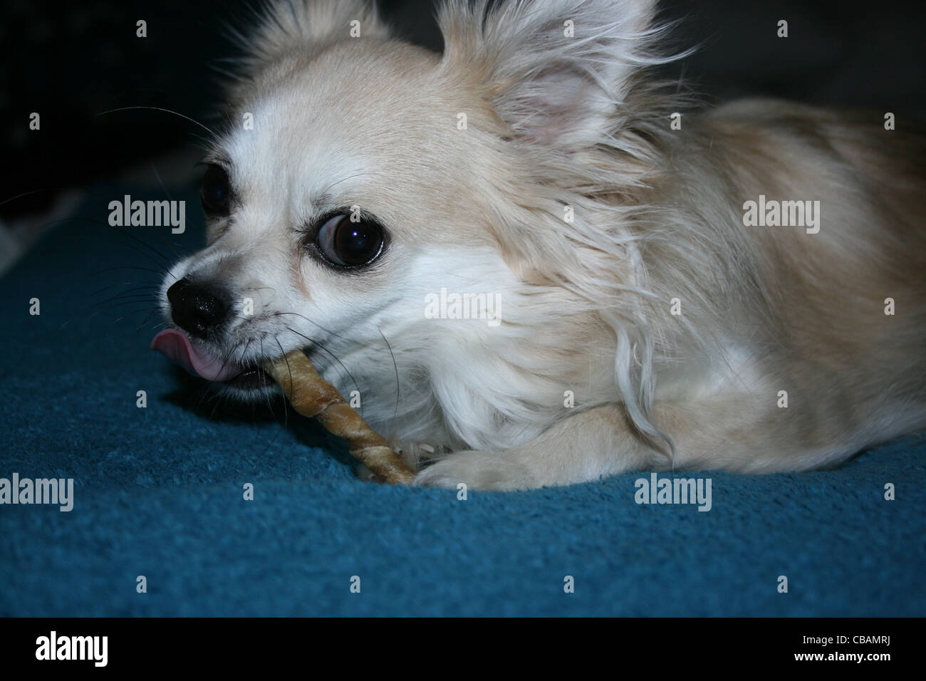 Langhaar Chihuahua oder mexikanische Hund mit zäh-Aktie auf blaue Decke Stockfoto