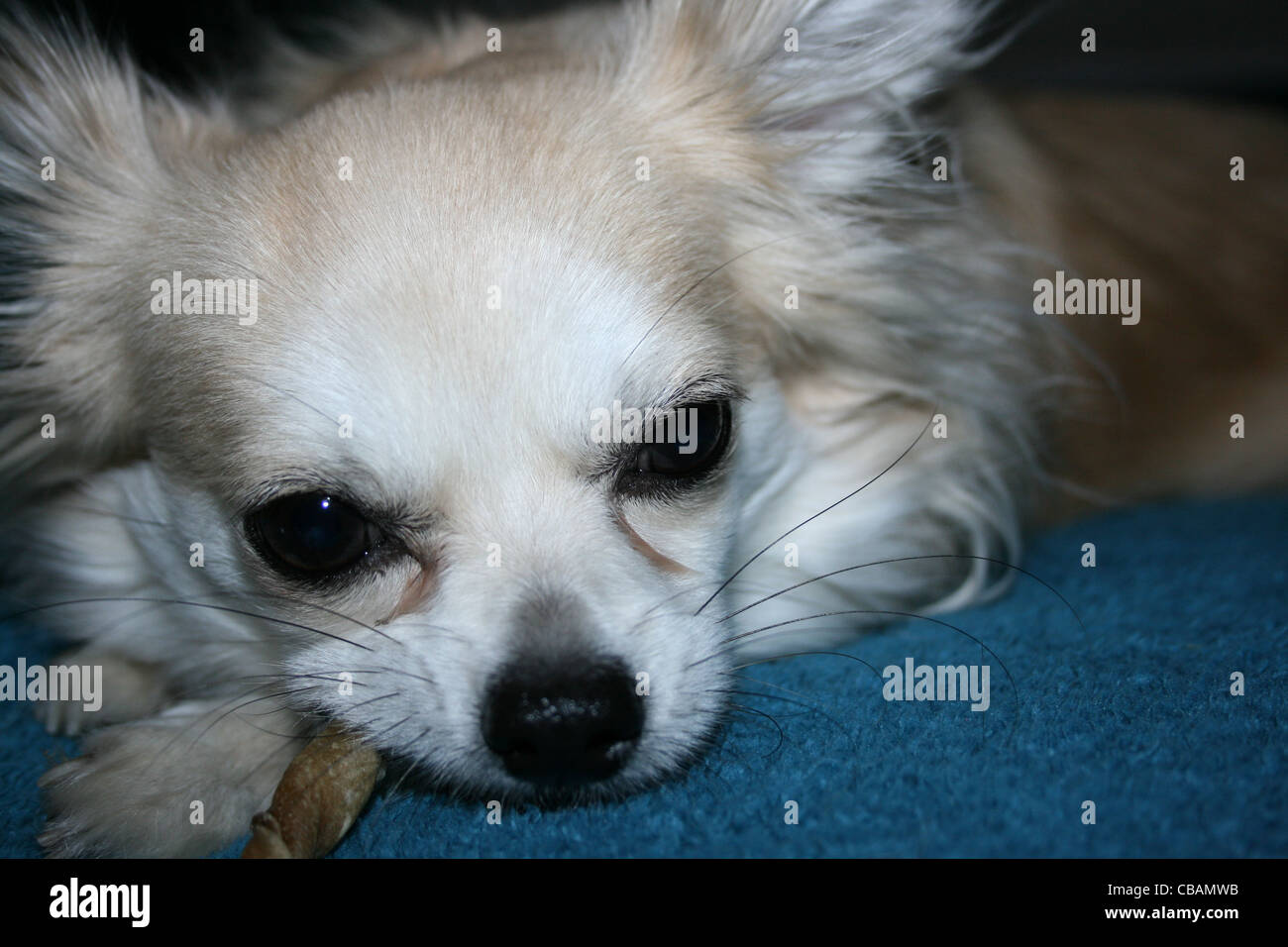 Langhaar Chihuahua oder mexikanische Hund mit zäh-stick Stockfoto