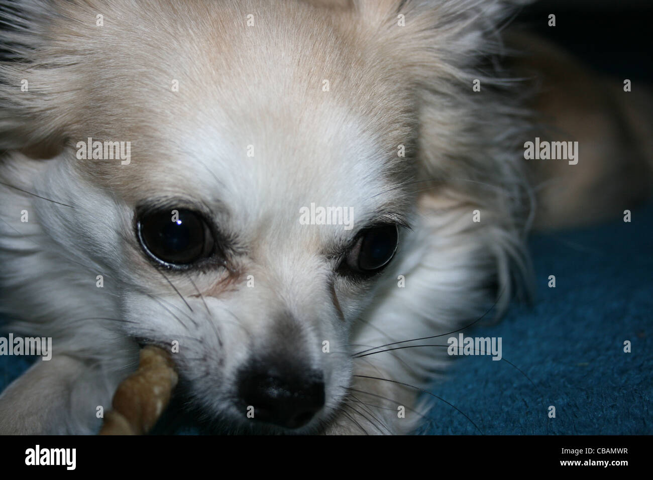 Langhaar Chihuahua oder mexikanische Hund mit zäh-Stick hautnah Stockfoto