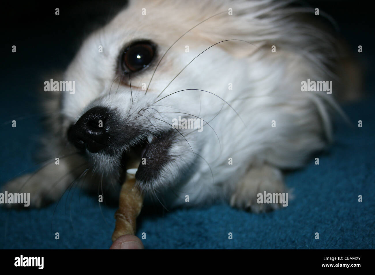 Langhaar Chihuahua oder mexikanische Hund mit zäh-Stick hautnah Stockfoto